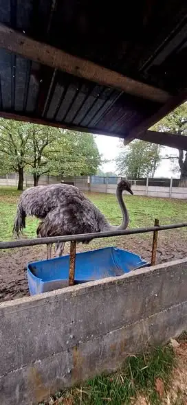 Uczniowie z Piekar Śląskich odkrywali wiejskie życie w Zagrodzie Zosia w Bieruniu